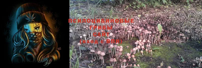 Галлюциногенные грибы Psilocybe  Татарск 